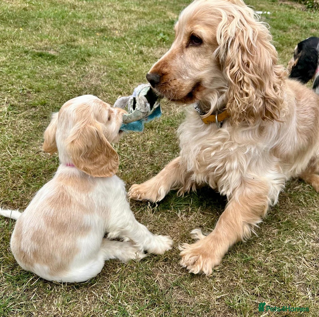 Cocker Spaniel dogs for sale: 4 Beautiful Puppies. KC Sable Show Cocker Puppies  - Image 10