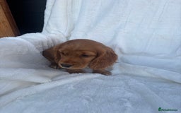 Cocker Spaniel dogs for sale: Gorgeous red cocker spaniels puppies  - Image 16