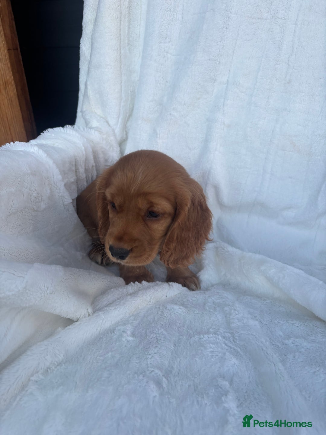 Cocker Spaniel dogs for sale: Gorgeous red cocker spaniels puppies  - Image 16