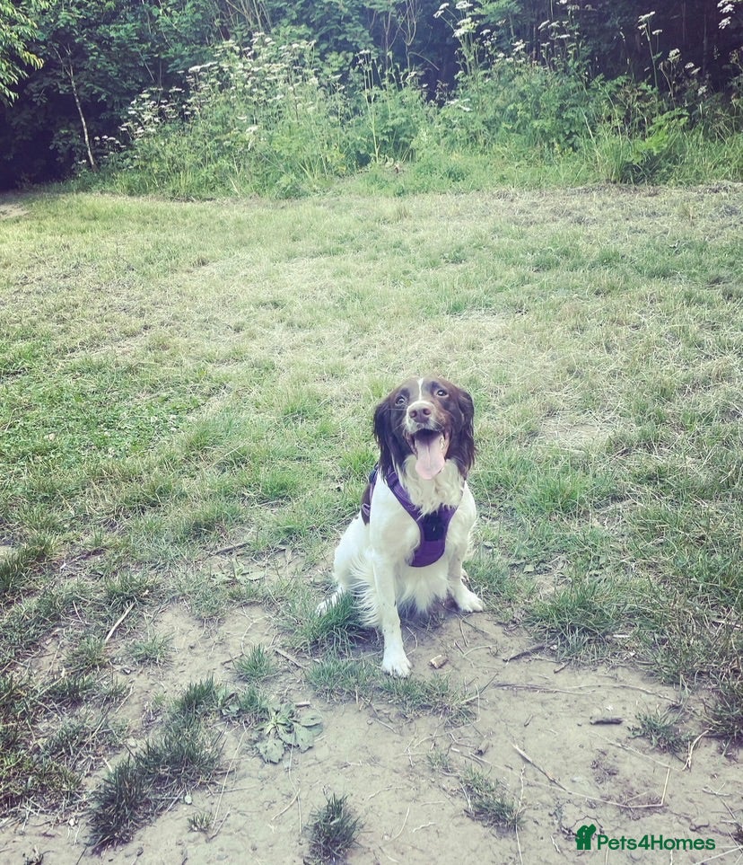 Sprocker dogs Beautiful litter of 6 sprocker spaniels  - Advert 4