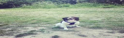 Sprocker dogs for sale: Beautiful litter of 6 sprocker spaniels  - Advert 1