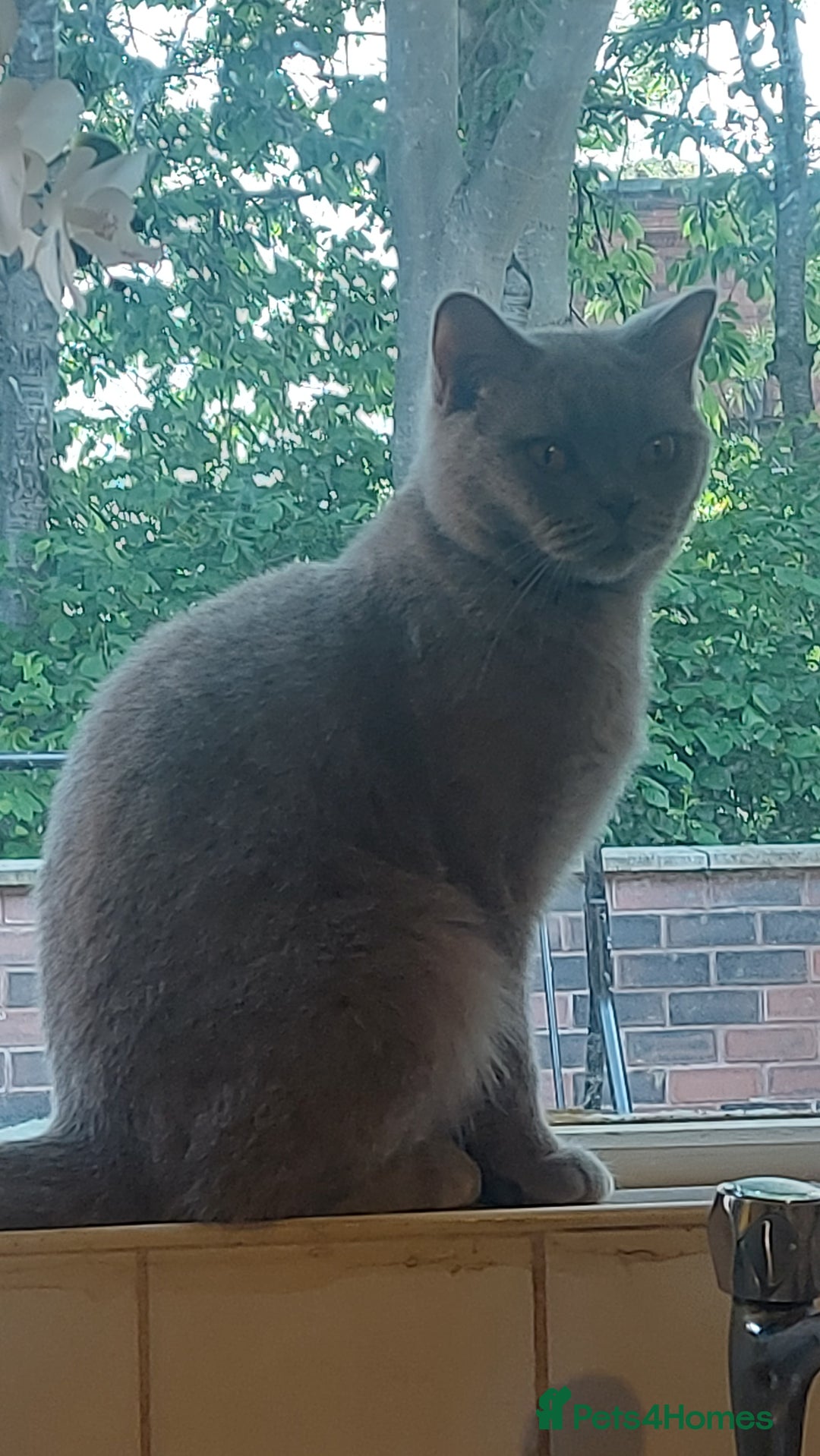 British Shorthair cats for sale: BSH ACTIVE REGISTERED LILAC FEMALE  - Advert 6