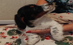 Jack Russell dogs for sale: Two jackrussel puppy's for sale - Image 9