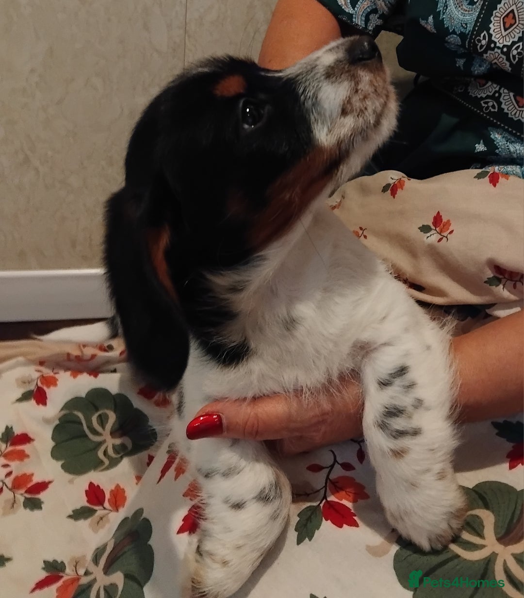 Jack Russell dogs for sale: Two jackrussel puppy's for sale - Image 9