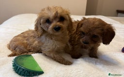 Cavapoo dogs for sale: Health-checked calm loving pups - Image 17