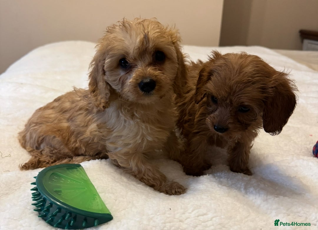 Cavapoo dogs for sale: Health-checked calm loving pups - Image 17
