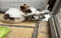 Mini Lion Lop rabbits for sale: Adorable, grey bunny - Image 7