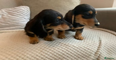 Miniature Dachshund dogs - Advert 1