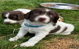 English Springer Spaniel dogs for sale: English springer spaniels  - Image 2