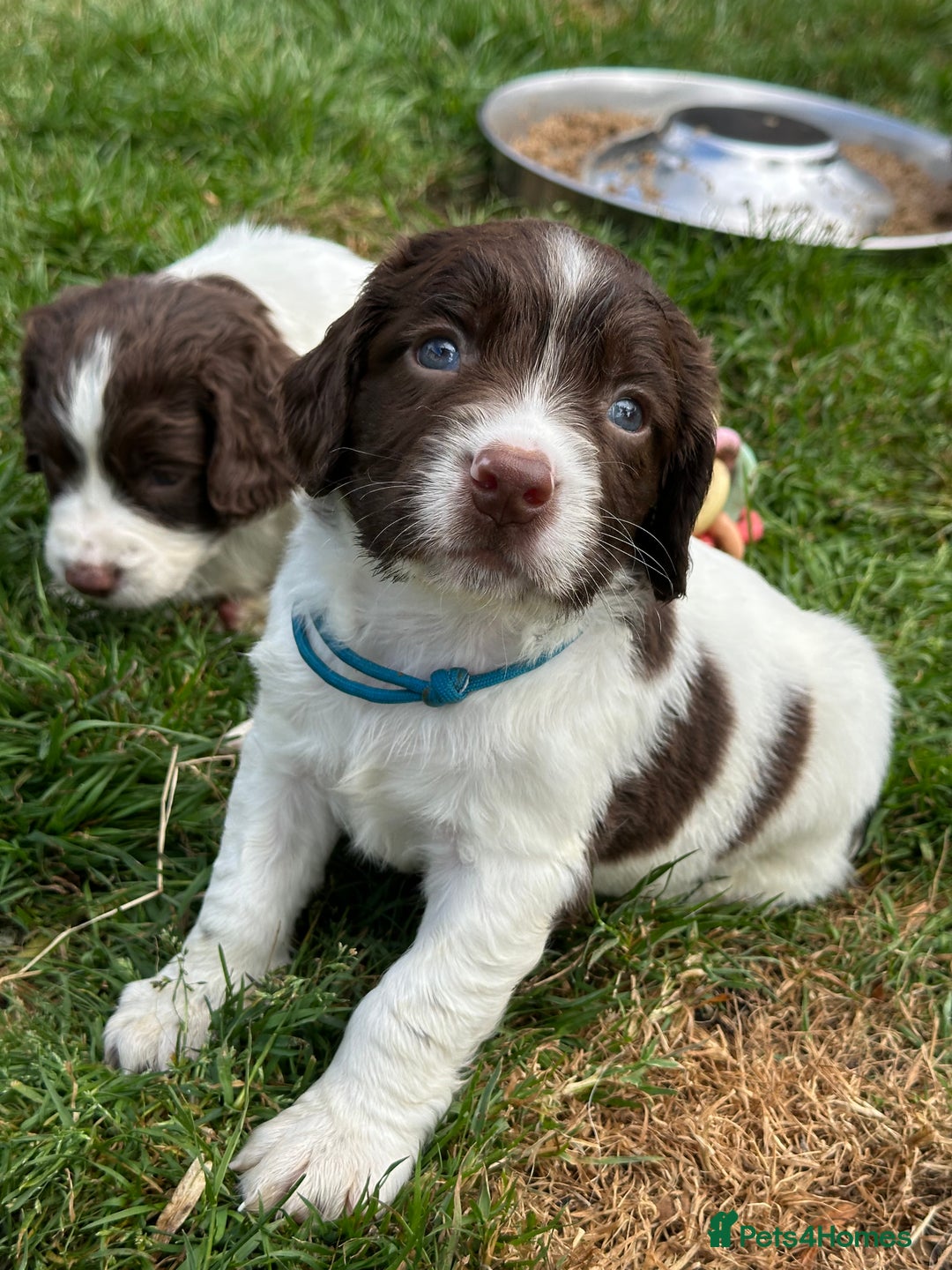 English Springer Spaniel dogs for sale: English springer spaniels  - Image 2