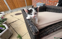 Mixed Breed cats for sale: Mixed fluffy kittens  - Image 10