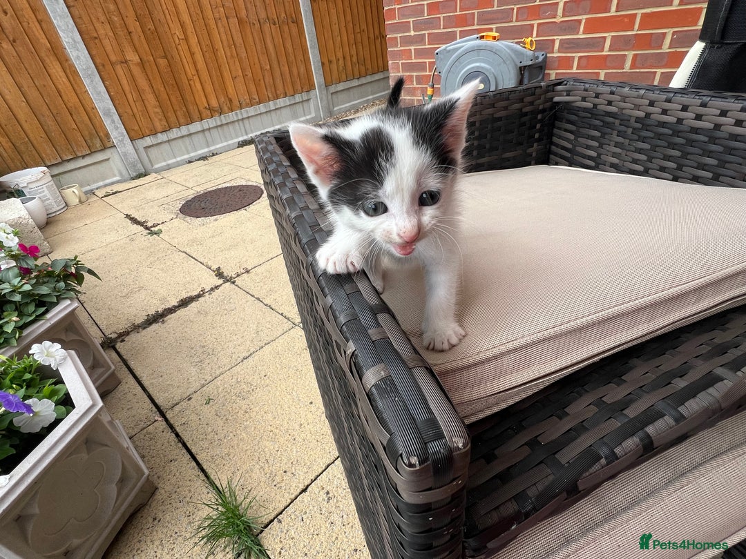 Mixed Breed cats for sale: Mixed fluffy kittens  - Image 10