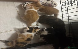 Mixed Breed cats for sale: Only 3 kittens left! - Image 22