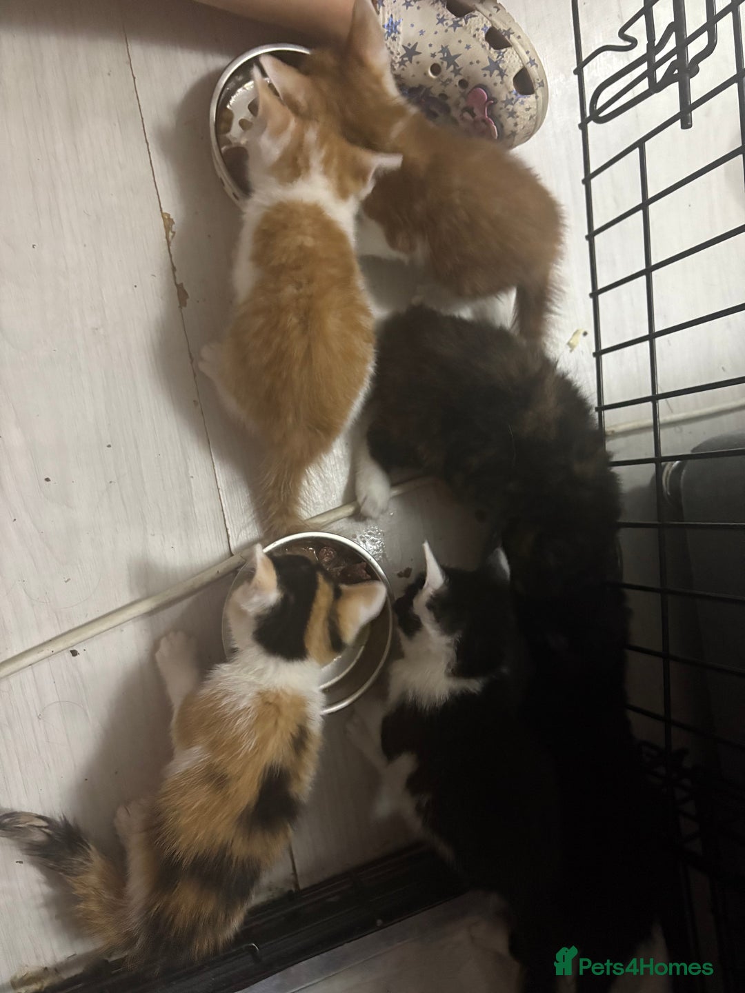 Mixed Breed cats for sale: Only 3 kittens left! - Image 22