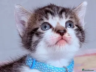 Mixed Breed cats 🩶Ragamuffin crossed Bengal kittens🩶 - Advert 17