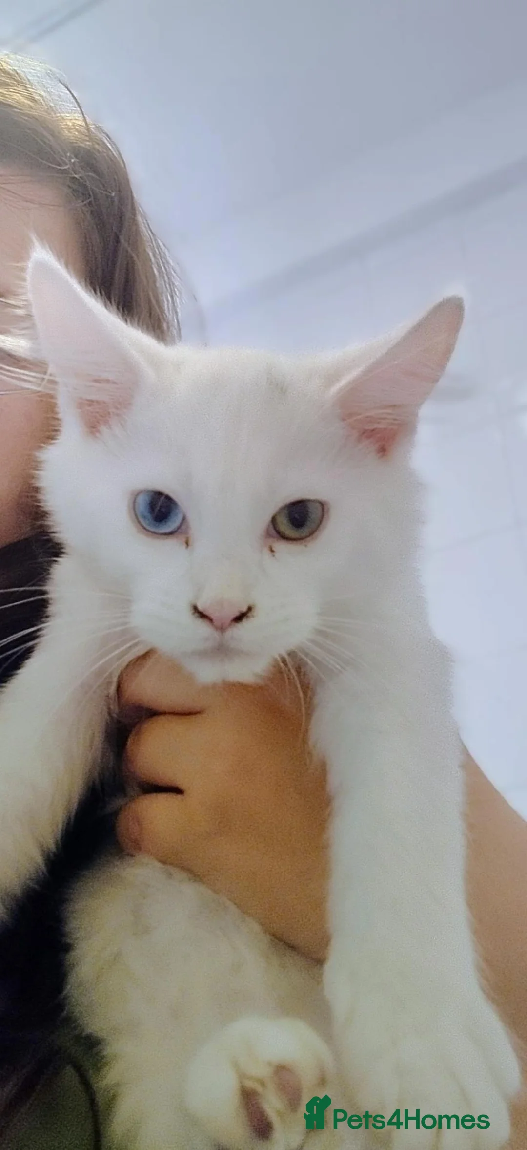 Maine Coon cats for sale: Two Maine coon boys  - Advert 2