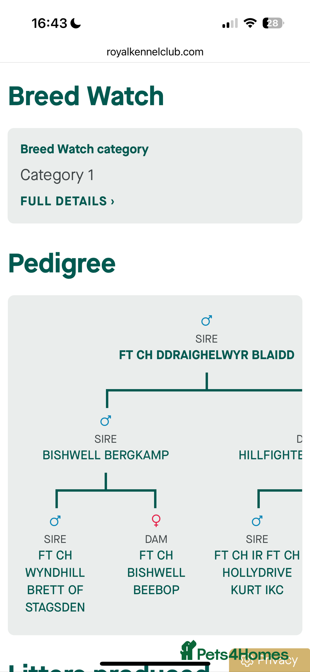 English Springer Spaniel dogs for sale: Fun whistle trained and crate clean by 8 weeks   - Advert 10