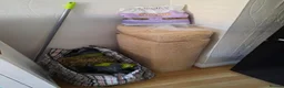 Guinea Pig rodents for sale: Two female guinea pigs. in Billingshurst - Advert 4