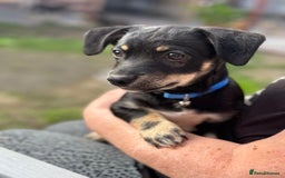 Mixed Breed dogs for adoption: OBI - a Lovely little puppy boy for a Loving Home - Image 3