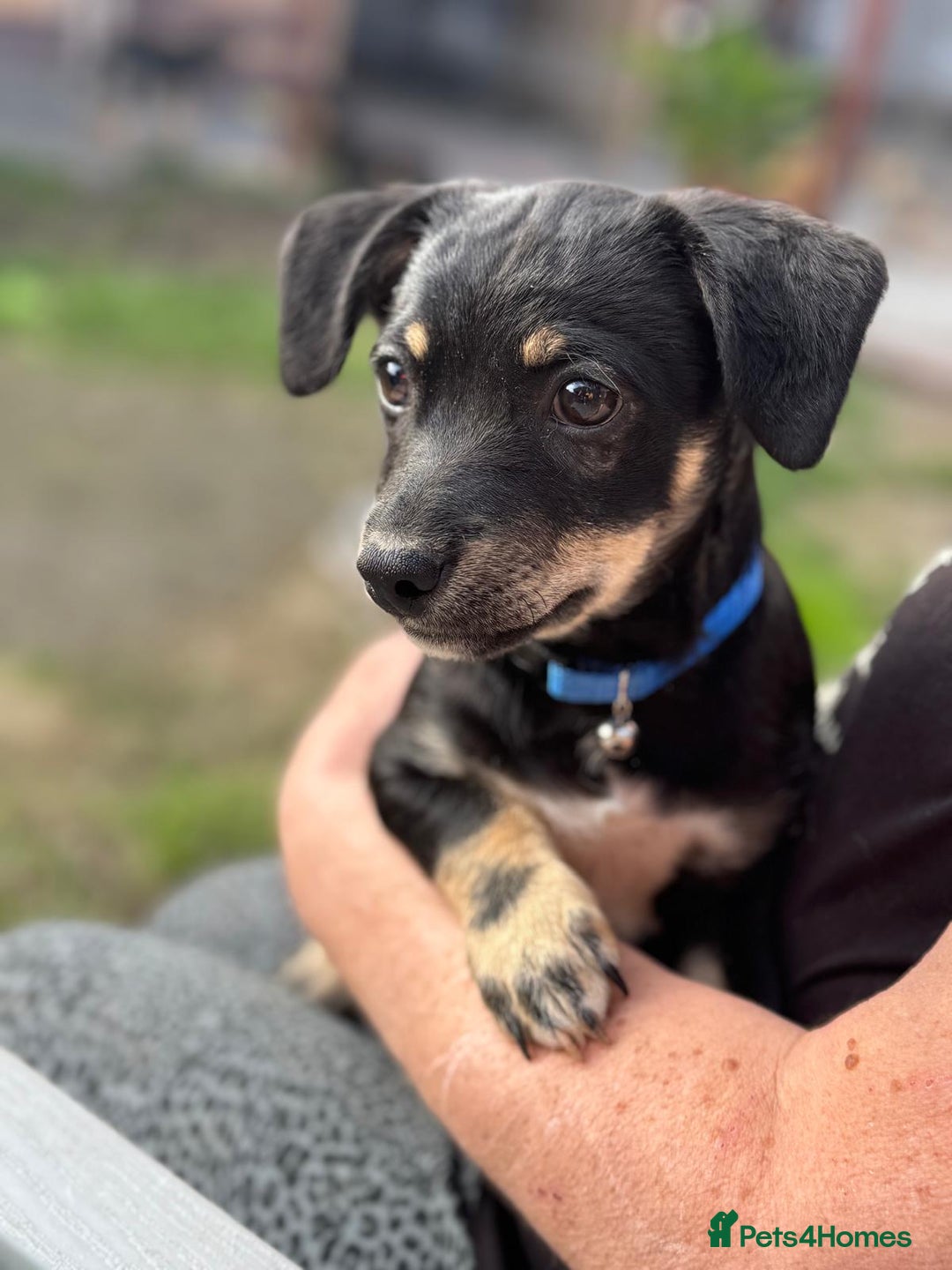Mixed Breed dogs for adoption: OBI - a Lovely little puppy boy for a Loving Home - Image 3