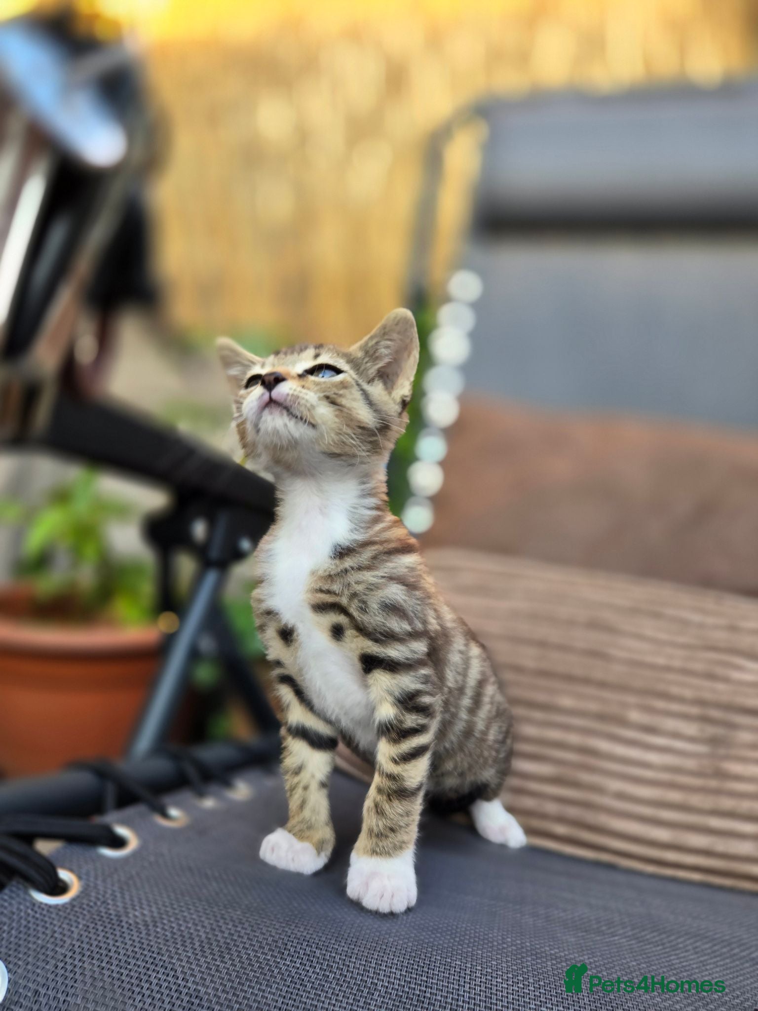Mixed Breed cats Gorgeous Tabby Kitten - Advert 2