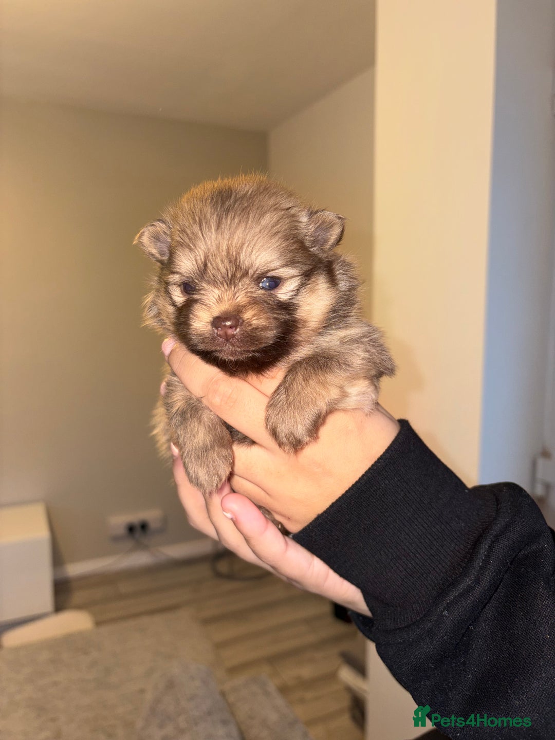 Pomeranian dogs for sale: Pomeranian puppies - Advert 4