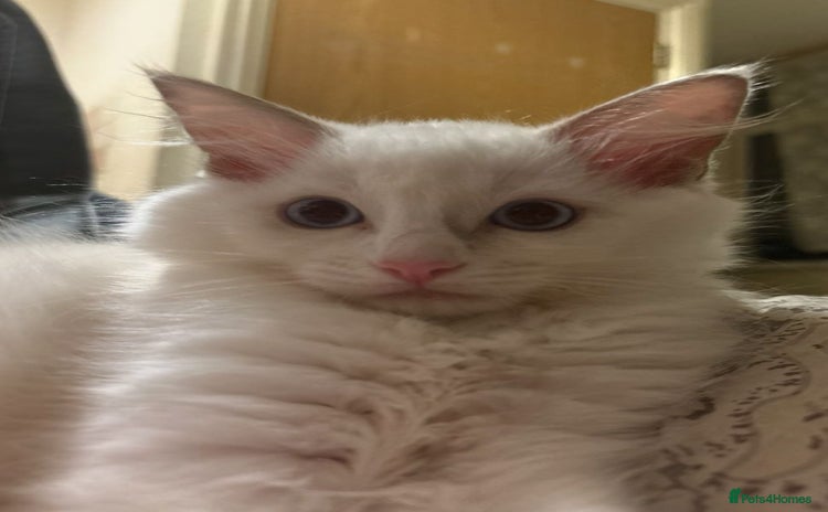 Ragdoll cats - Advert 1