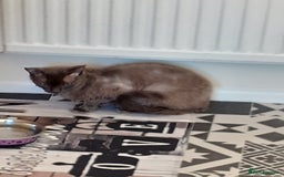 Devon Rex cats for sale: Devon rex - Advert 6