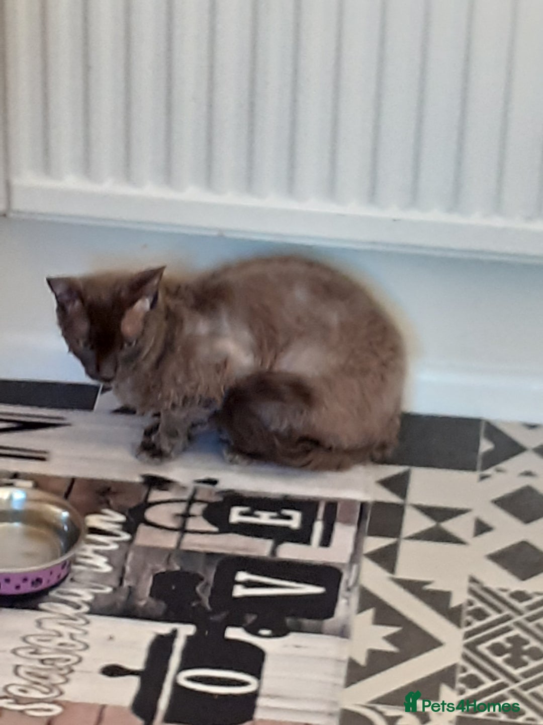 Devon Rex cats for sale: Devon rex - Advert 6