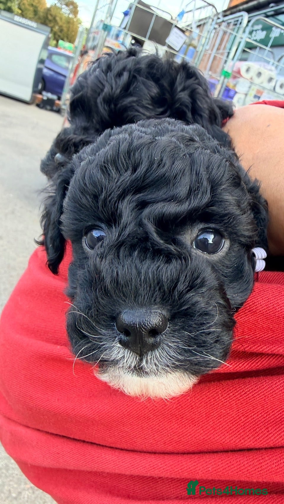Shihpoo dogs Shihpoo puppies  - Advert 11