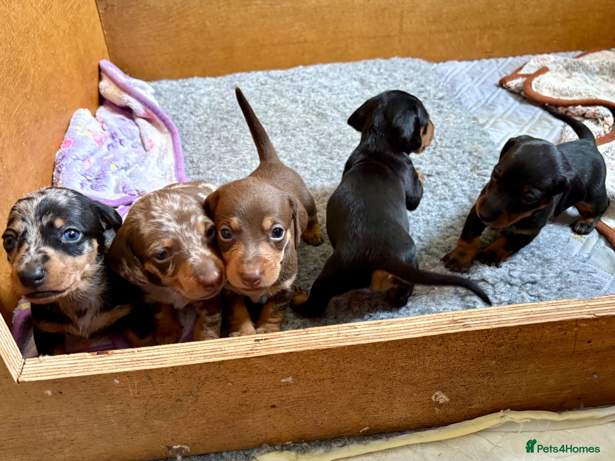 Dachshund dogs Beautiful dachshund puppies - Advert 14