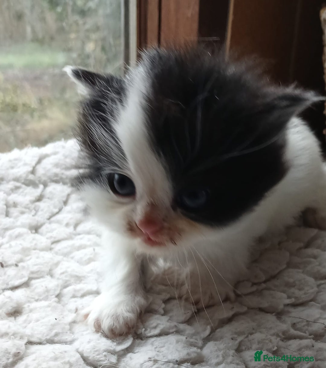 Mixed Breed cats for sale: Persian cross - Advert 8