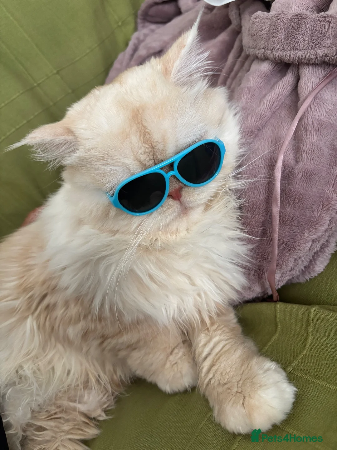 Ragdoll cats for sale: Pedigree Persian For stud - Advert 4
