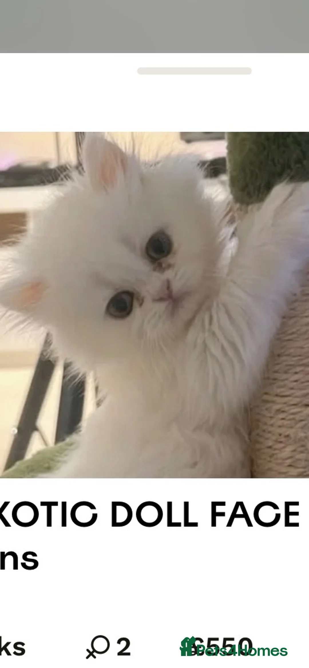 Persian cats for sale: PERSIAN ♥️🍃 ꨁ 🍃 ҉EXOTIC DOLL FAC - Advert 2