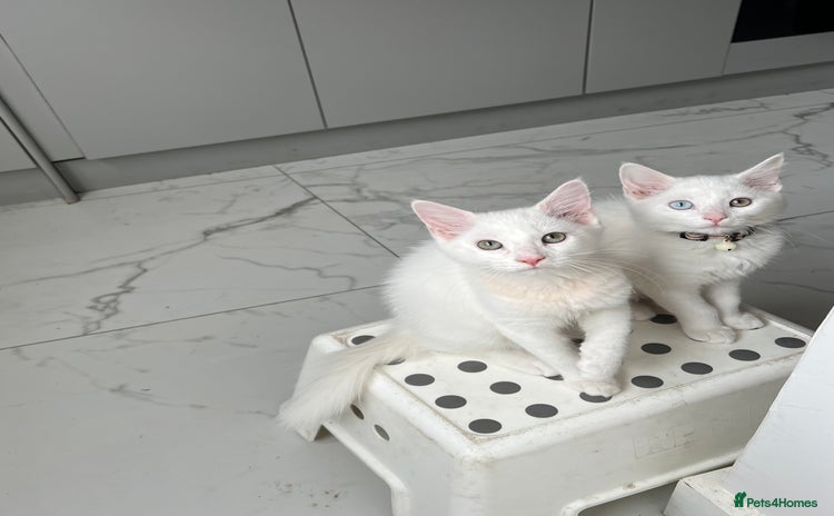 Domestic Shorthair cats - Advert 2