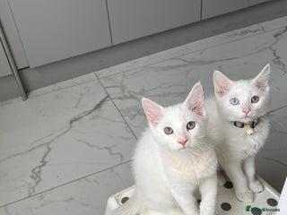 Domestic Shorthair cats - Advert 1