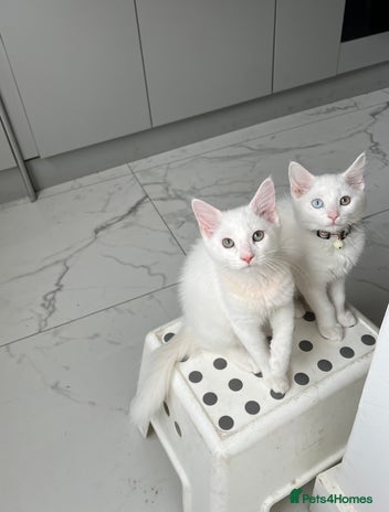 Domestic Shorthair cats - Advert 2