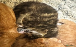 Maine Coon cats for sale: Gorgeous Maine coone kittens  - Image 7