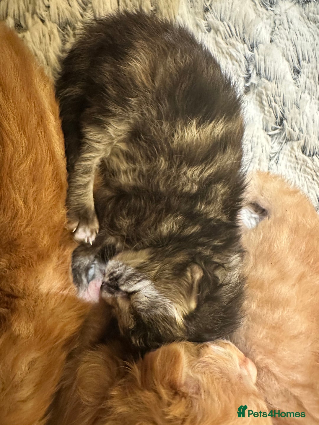 Maine Coon cats for sale: Gorgeous Maine coone kittens  - Image 7