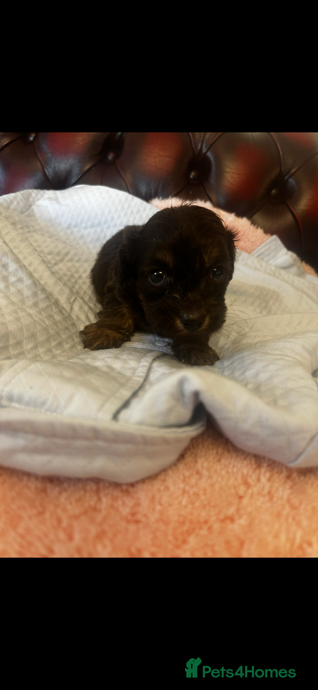 Miniature Dachshund dogs for sale: Miniature dachshund puppies - Advert 12