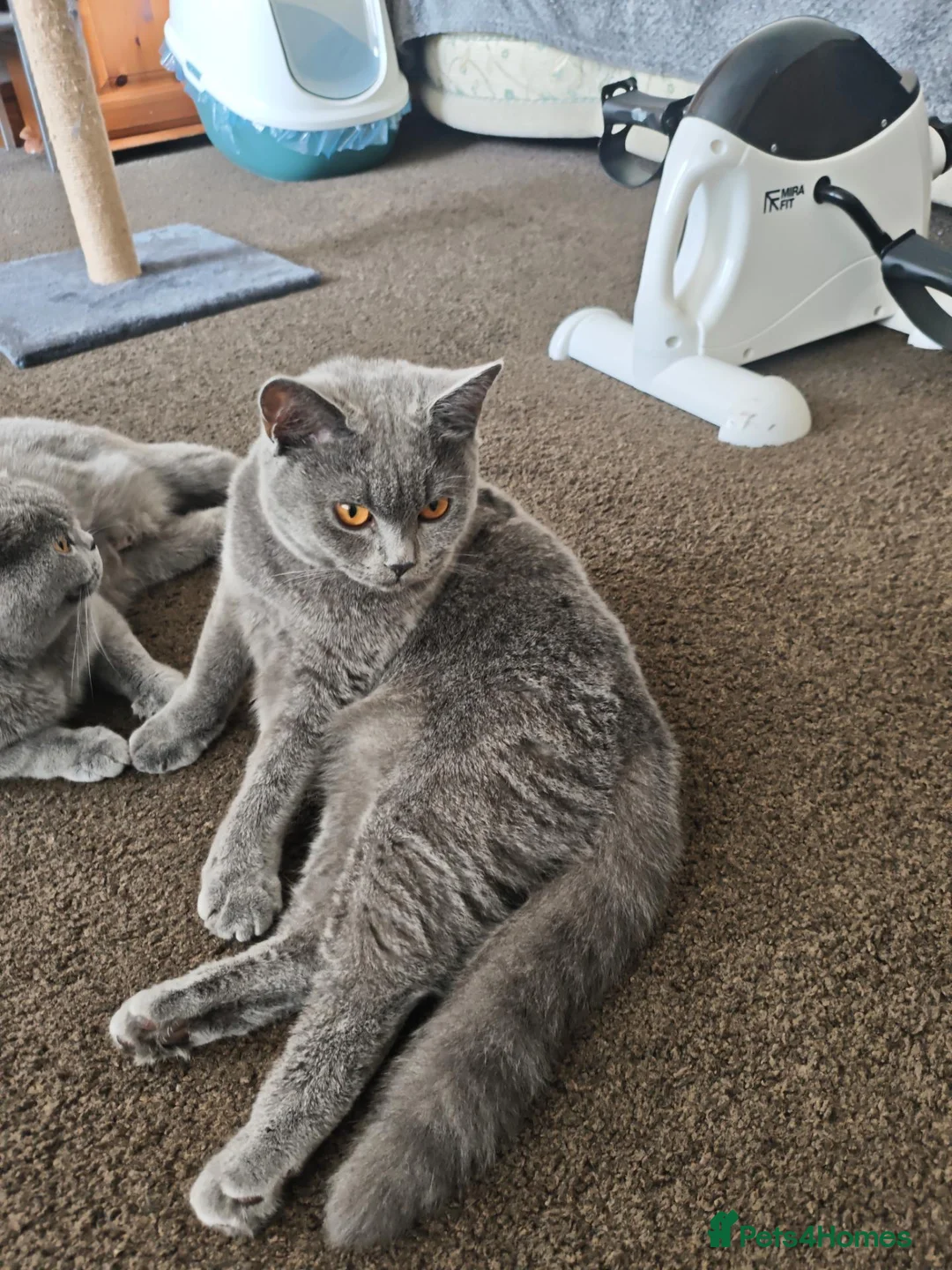 British Shorthair cats for sale: British short hair  - Advert 5