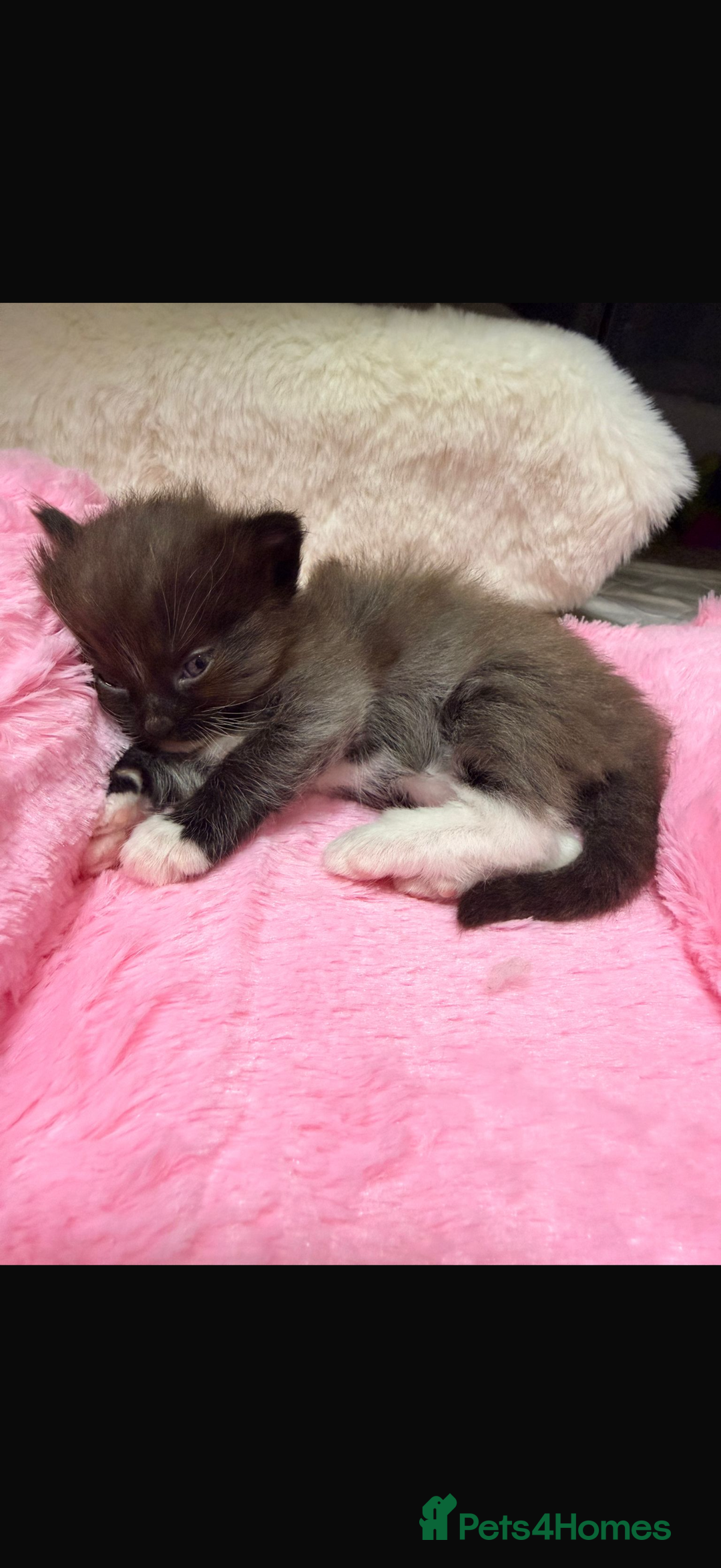 Ragdoll cats for sale: Ragdoll mix kitten - 5 Boys - Advert 17