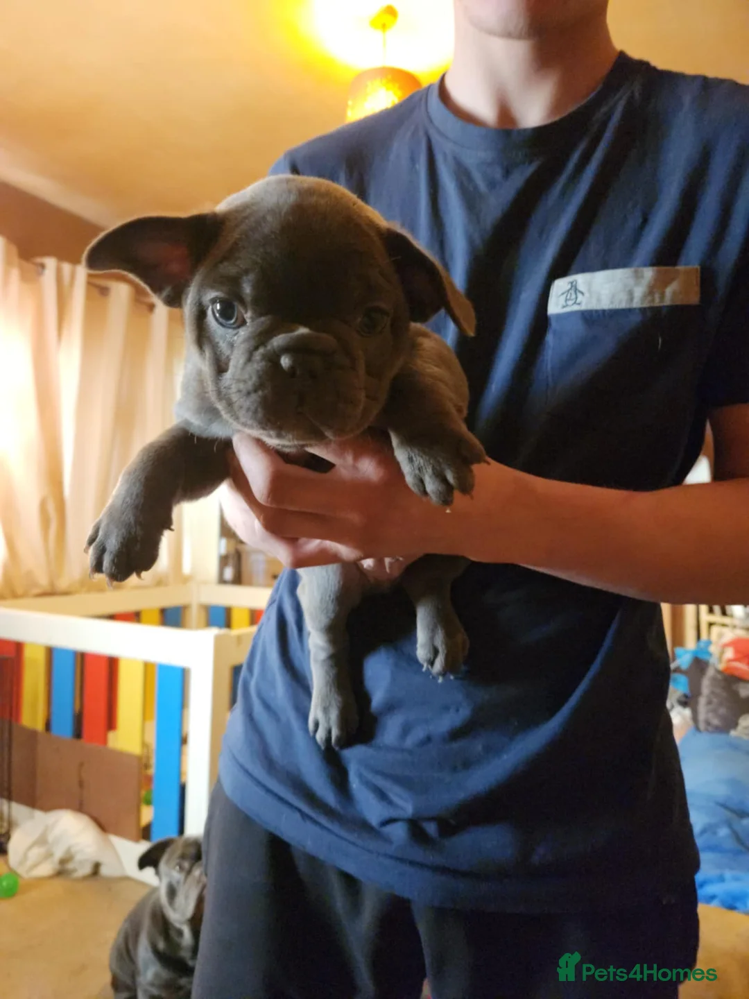 French Bulldog dogs for sale: 7 week old french bulldog puppies - Advert 7