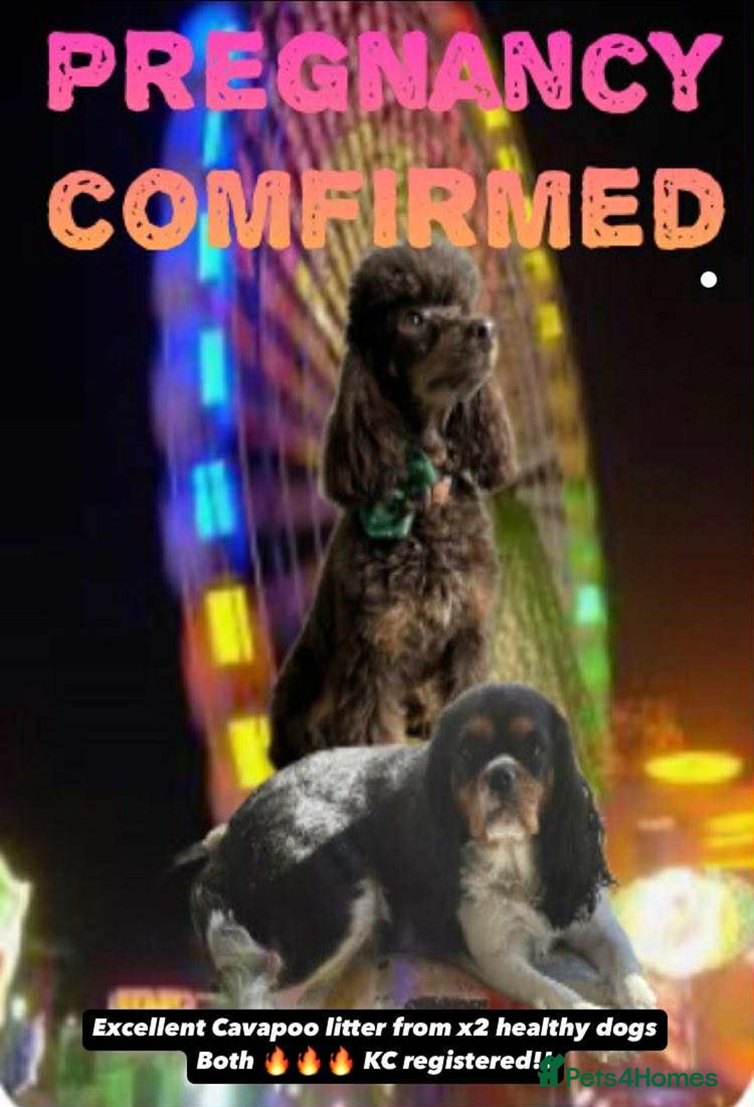 Cavapoo dogs for sale: Extensive health tested f1 cavapoo pups males  - Image 8