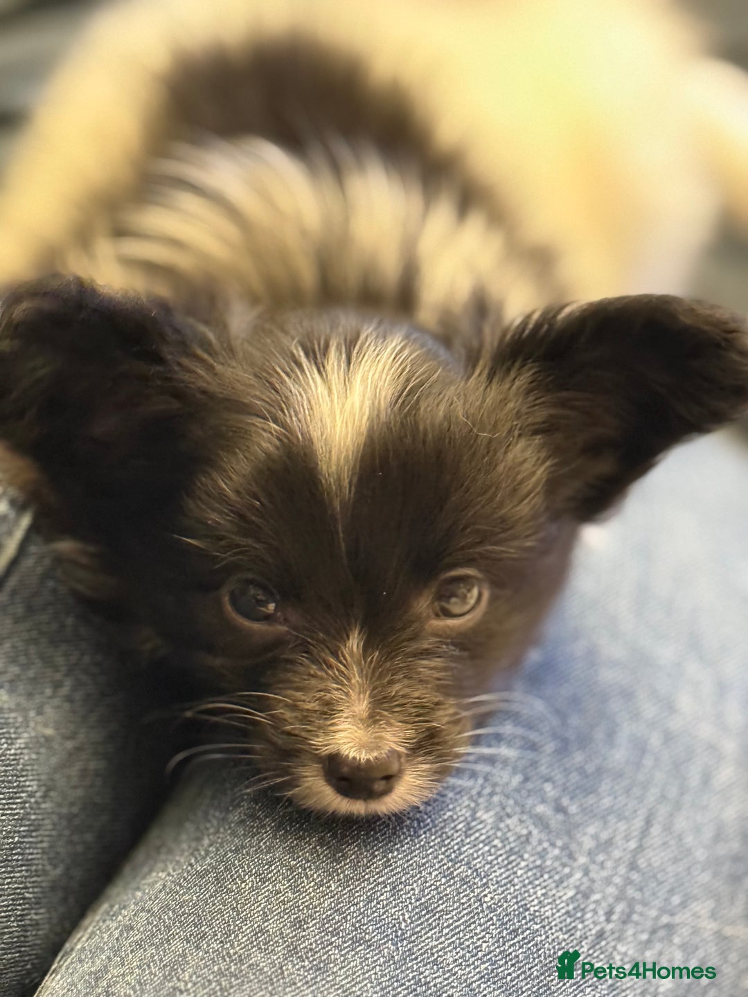 Papillon dogs for sale: Gorgeous litter of Papillon puppies for sale - Advert 4