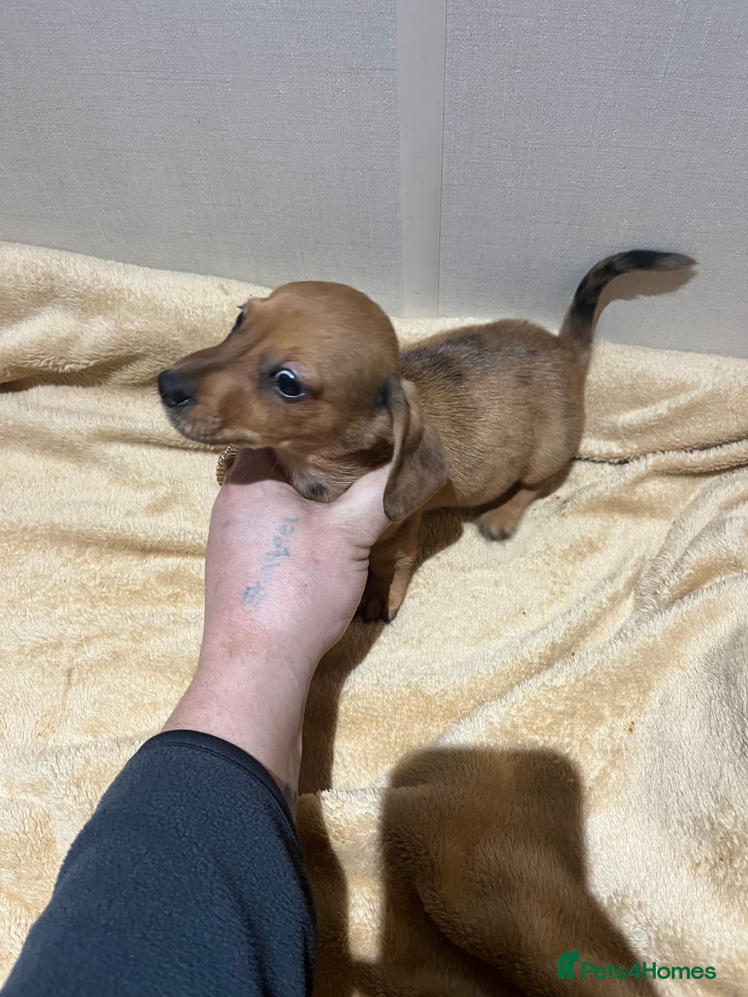 Mixed Breed dogs for sale: Dachshund x Jack russel  - Advert 5