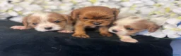 Cavalier King Charles Spaniel dogs for sale: Last one - Ready to go - Beautiful KC Registered  - Advert 14