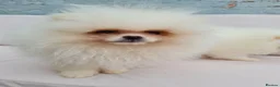 Pomeranian dogs for sale: 💗🤍Snow White Champion Pomeranians in Nottingham - Advert 3