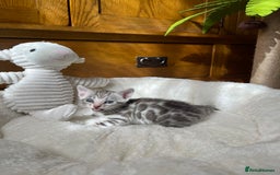 Bengal cats for sale: 💎💎💎 Luxury Bengal Kittens Available  - Image 28