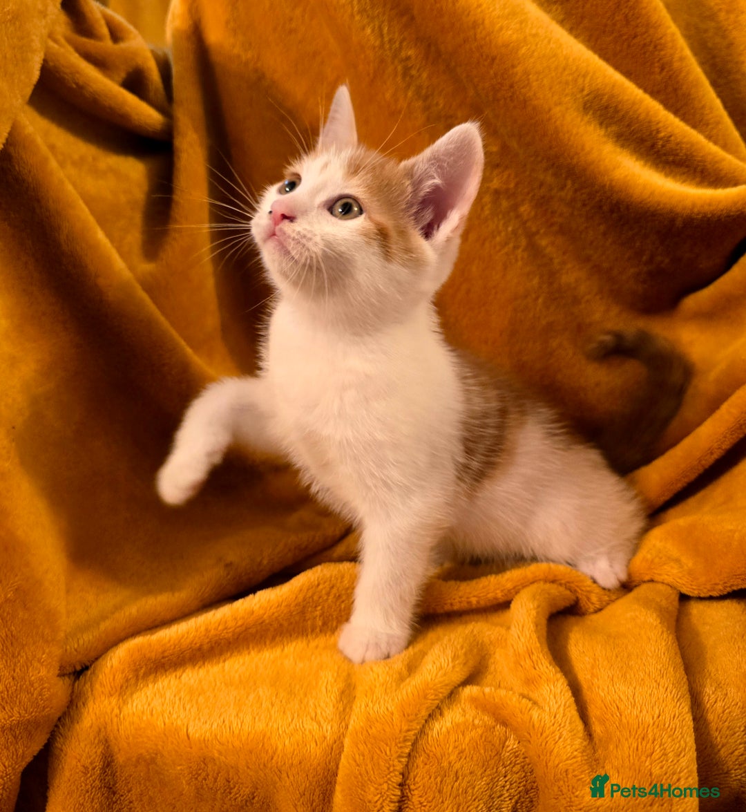 Mixed Breed cats for sale: 4 boys and 2 girls Family-Raised, Well-Socialised  - Image 24
